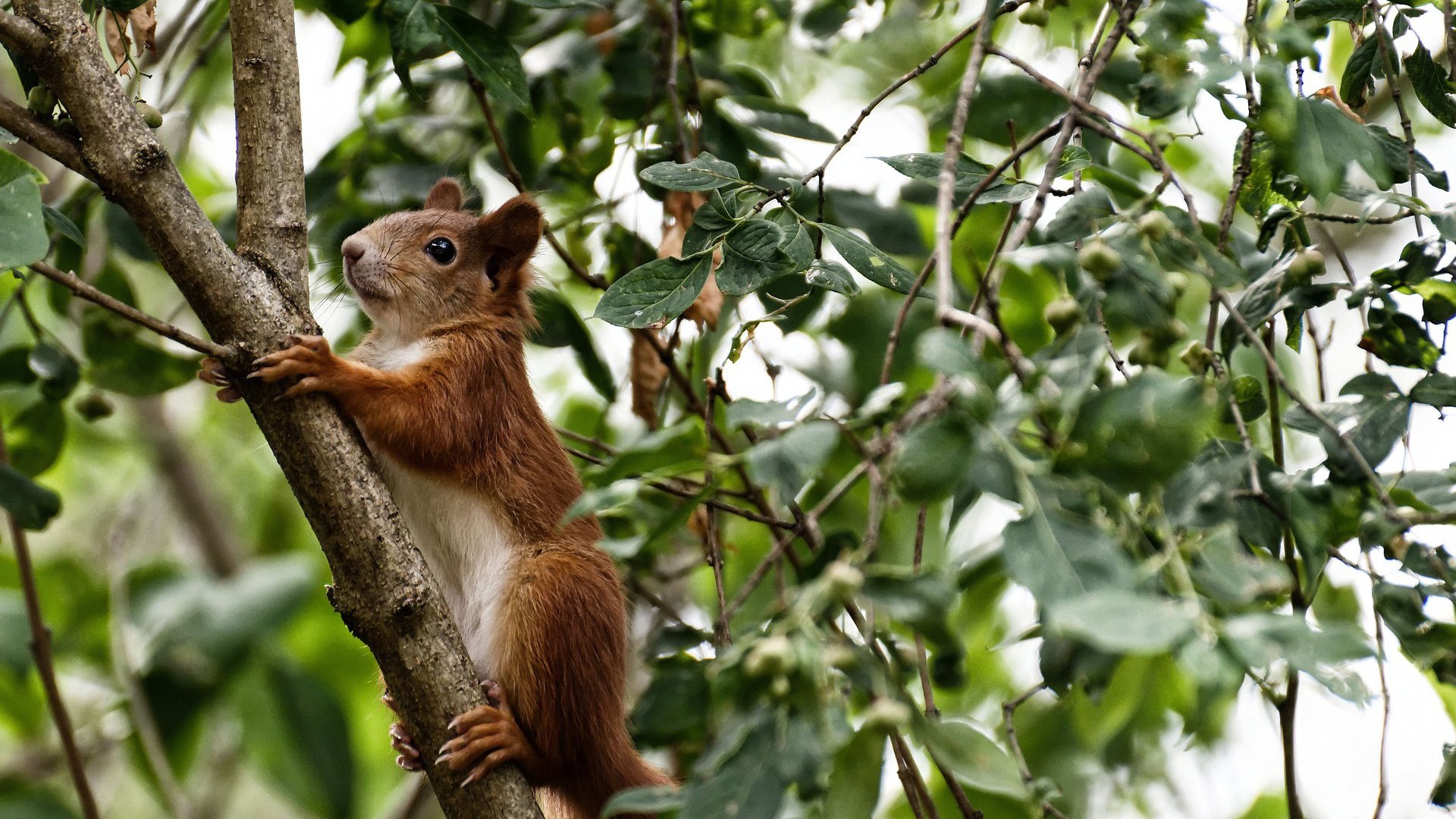 pg电子-穿刺者，当福克斯的利刃切开湖人的防线