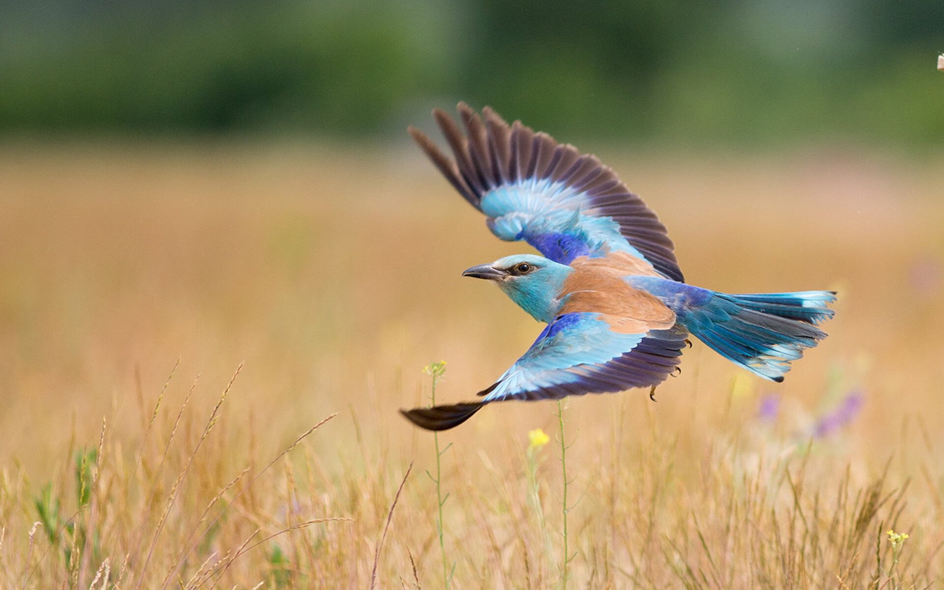 宿命的回响，当灰熊于决胜局撕裂鹈鹕，塔图姆加冕关键先生