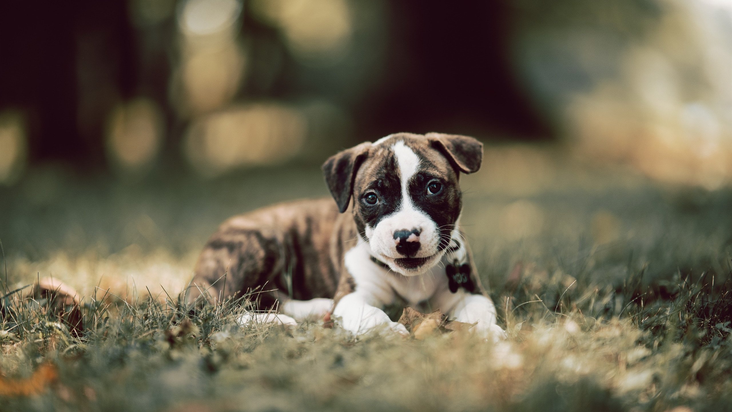 pg电子模拟器-乔治的铁血之锁，当防守成为比得分更锋利的刀刃