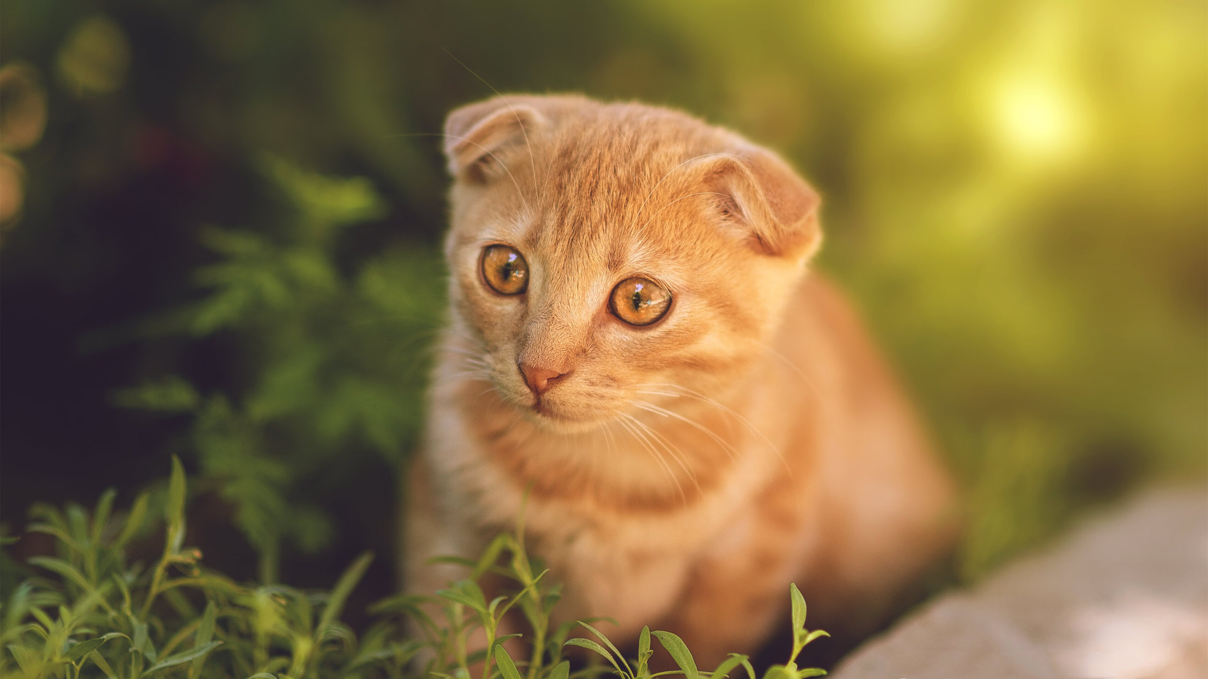 颠覆纪元,安哥拉男篮的逆袭与门迪的德比宣言
