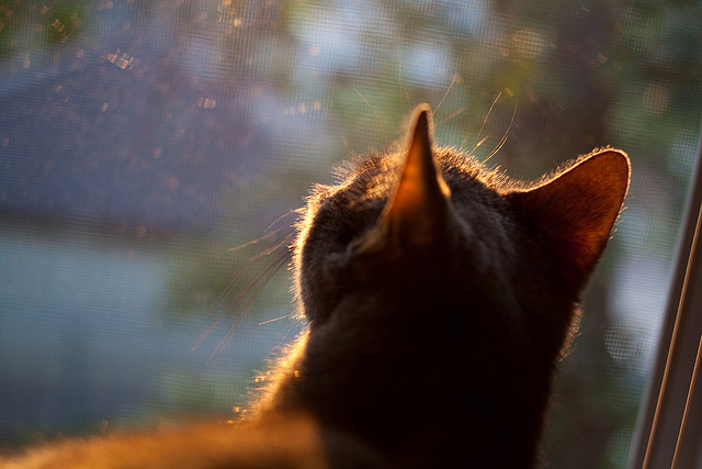 统治力的双重奏，马刺碾压步行者与霍勒迪欧冠决赛的接管传奇