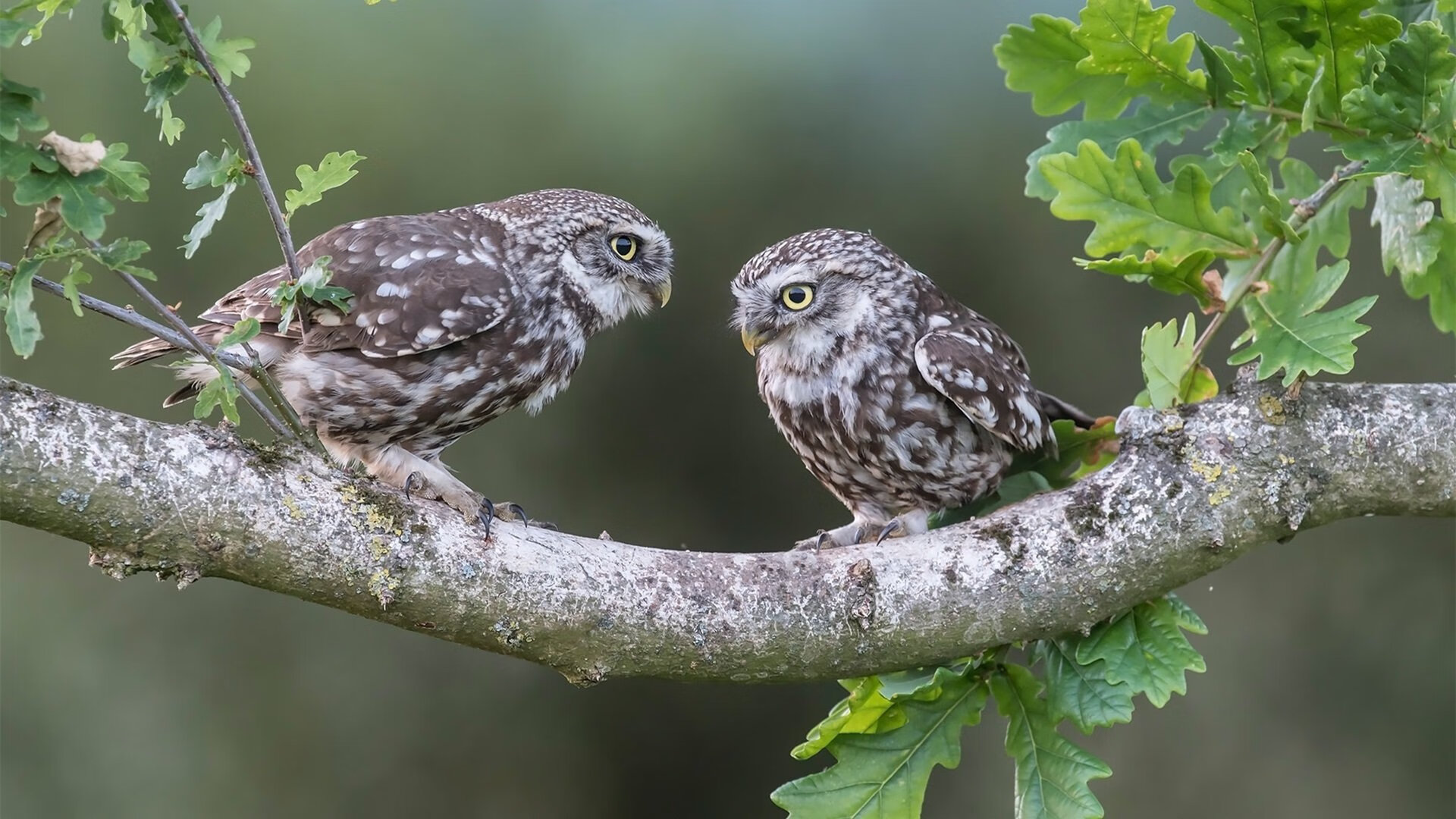 攻防两端隔空对弈，黄蜂掀翻热火的进攻狂潮与戈贝尔欧冠半决赛的防守统治