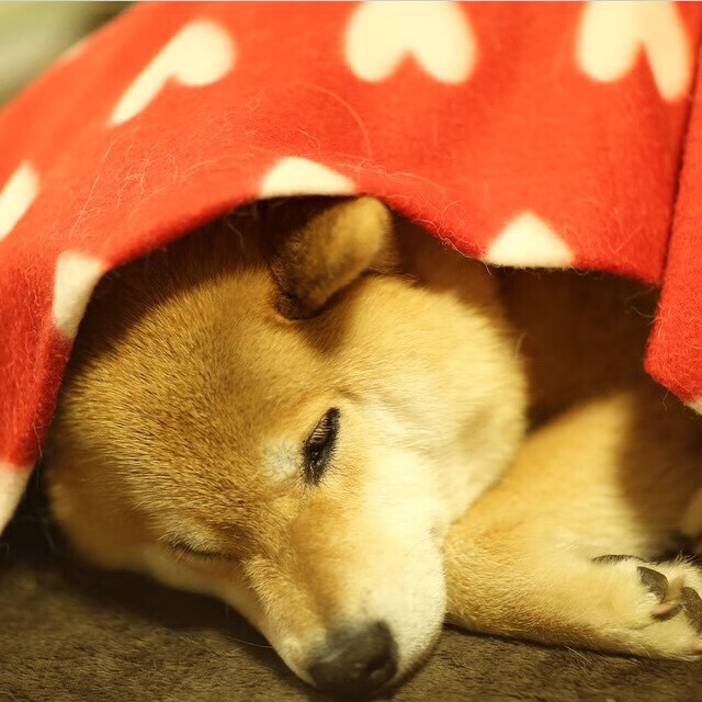 暴力美学与精密手术刀,当萨内的独舞对比日本的钢铁洪流