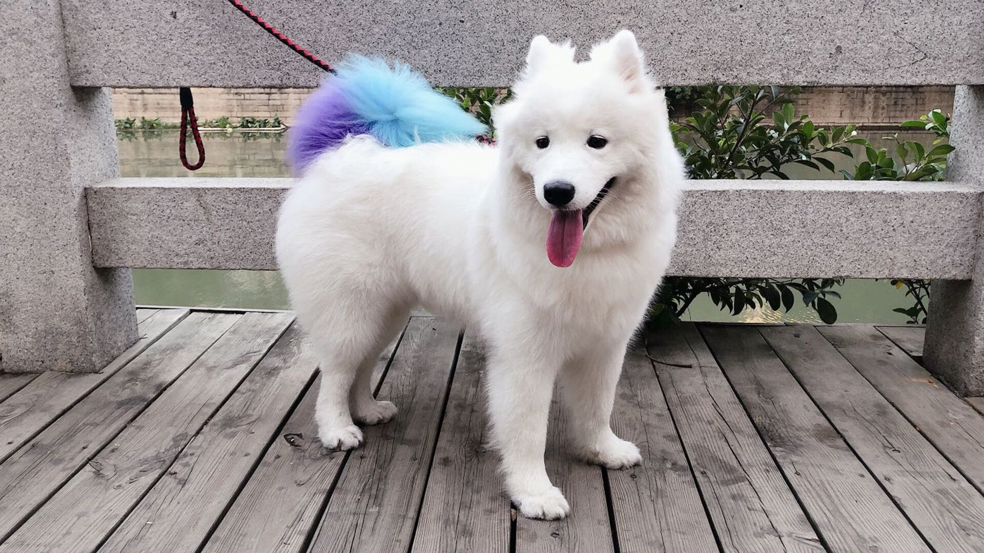 篮球场上的国家德比，广厦队强势击败黄蜂，展现实力与激情