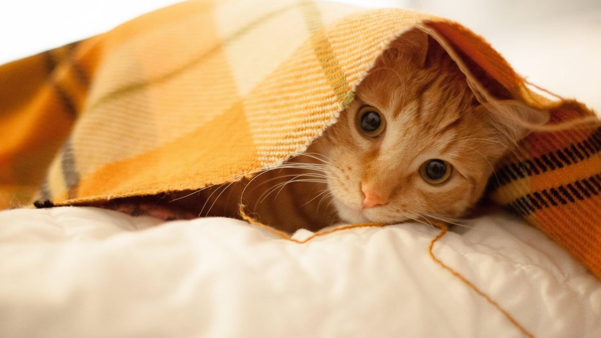 pg电子模拟器-双线震撼，玻利维亚提前终结贝蒂斯悬念，克瓦拉茨赫利亚英超争冠接管比赛