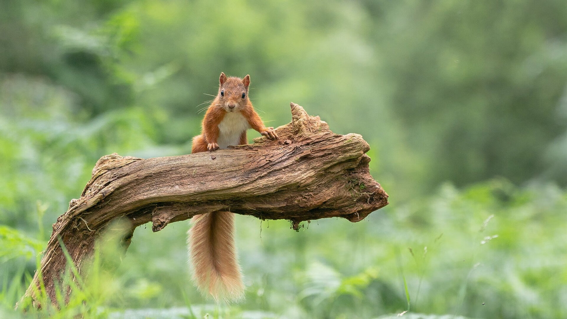 pg电子下载-英格拉姆连珠炮轰垮防线，公牛早定胜局黄蜂饮恨