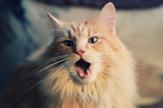 pg电子娱乐-冷门与掌控，足球世界的两极叙事