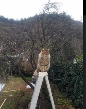 蓝军破郁金香,伊布一锤定音的世纪对决