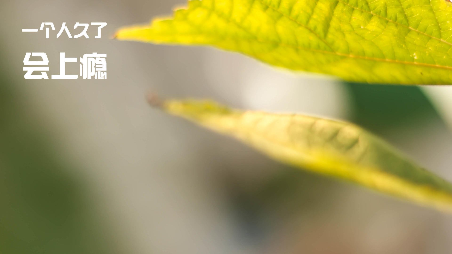 摩洛哥粉碎马赛,足球的暴力,与卡拉斯科的伦敦交响诗