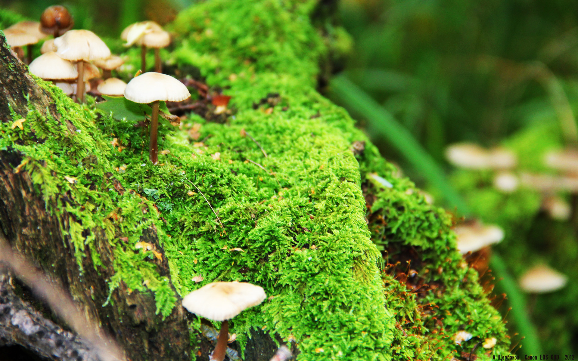 F1新赛季揭幕战焦点战,日本车手粉碎中国新星,引爆赛道激情