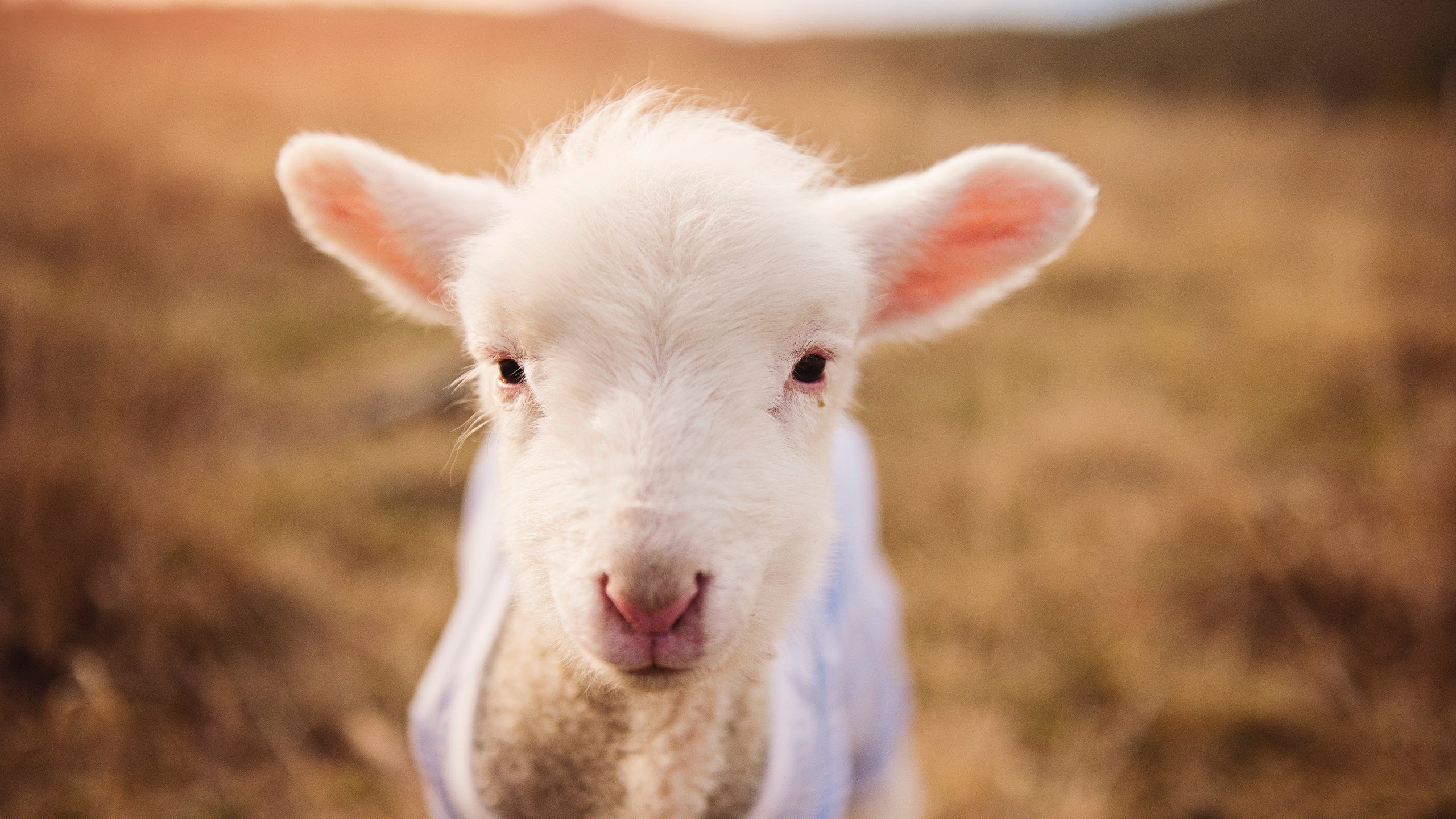 pg电子游戏-统治级数据与团队险胜，足球世界的双面启示