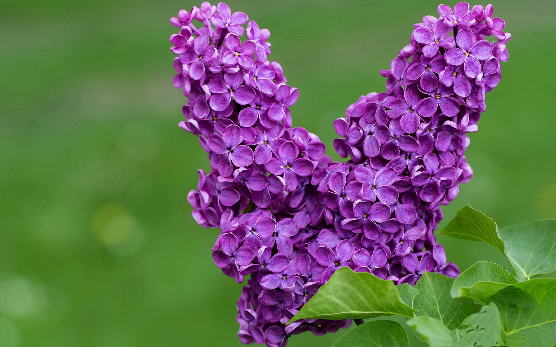 镌刻传奇，布伦森教科书级表现引领爵士强势晋级广厦
