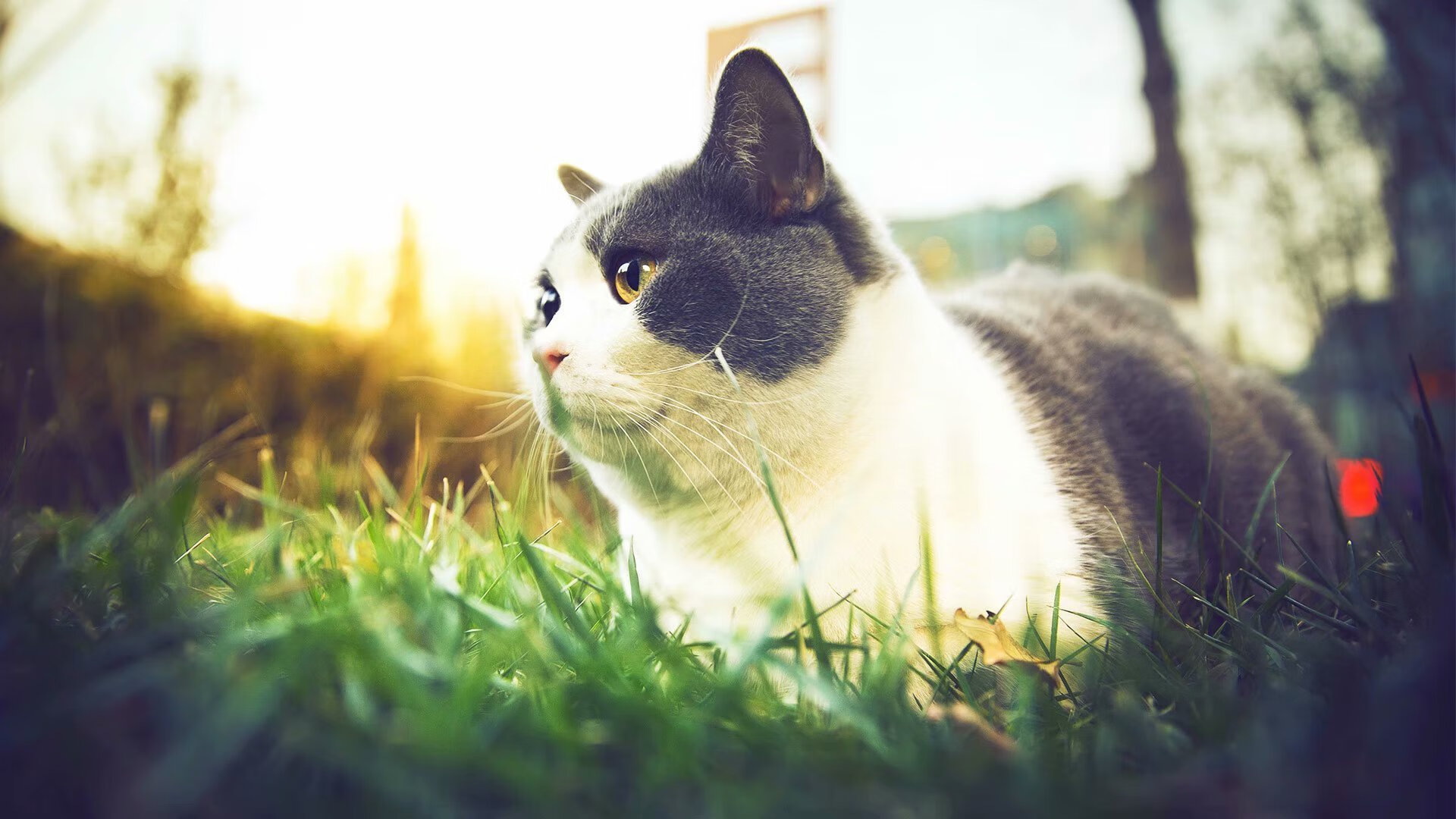 丹佛战车无情碾压，掘金三军用命主宰抢七生死战