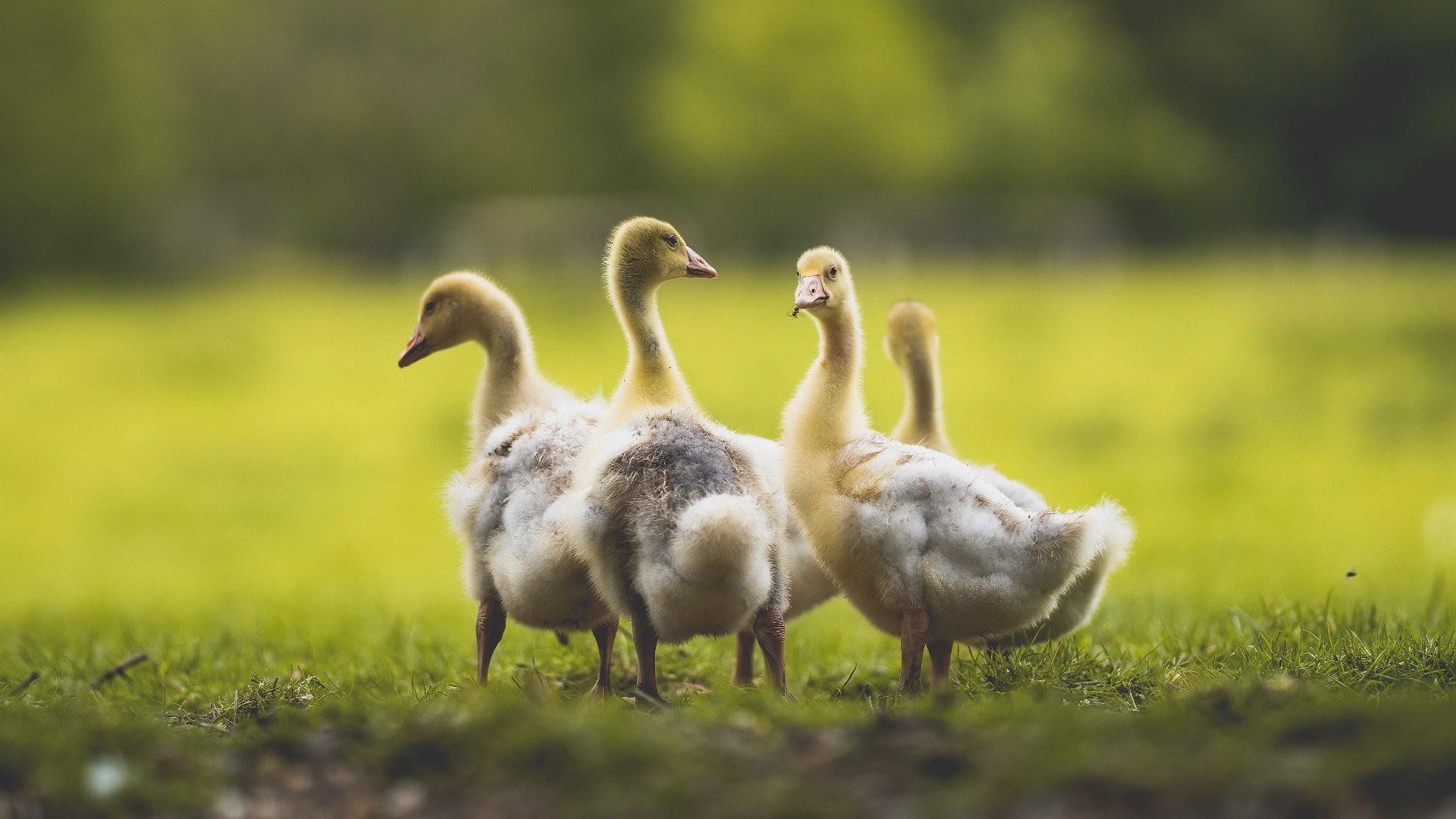 pg电子试玩网站-武切维奇统治赛场！76人激战北京队上演国际篮球对话