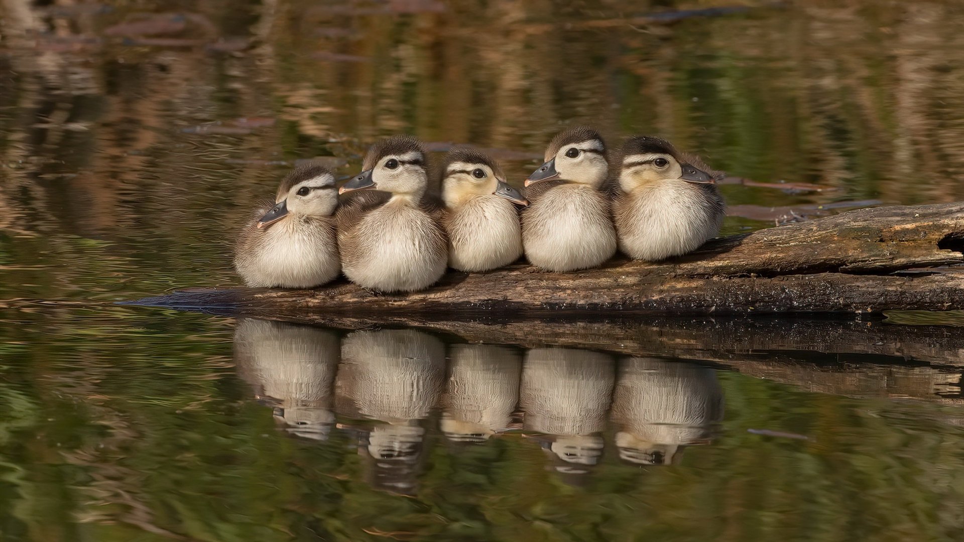 pg电子试玩网-夜战巴林！F1新赛季揭幕战见证布雷默火热状态